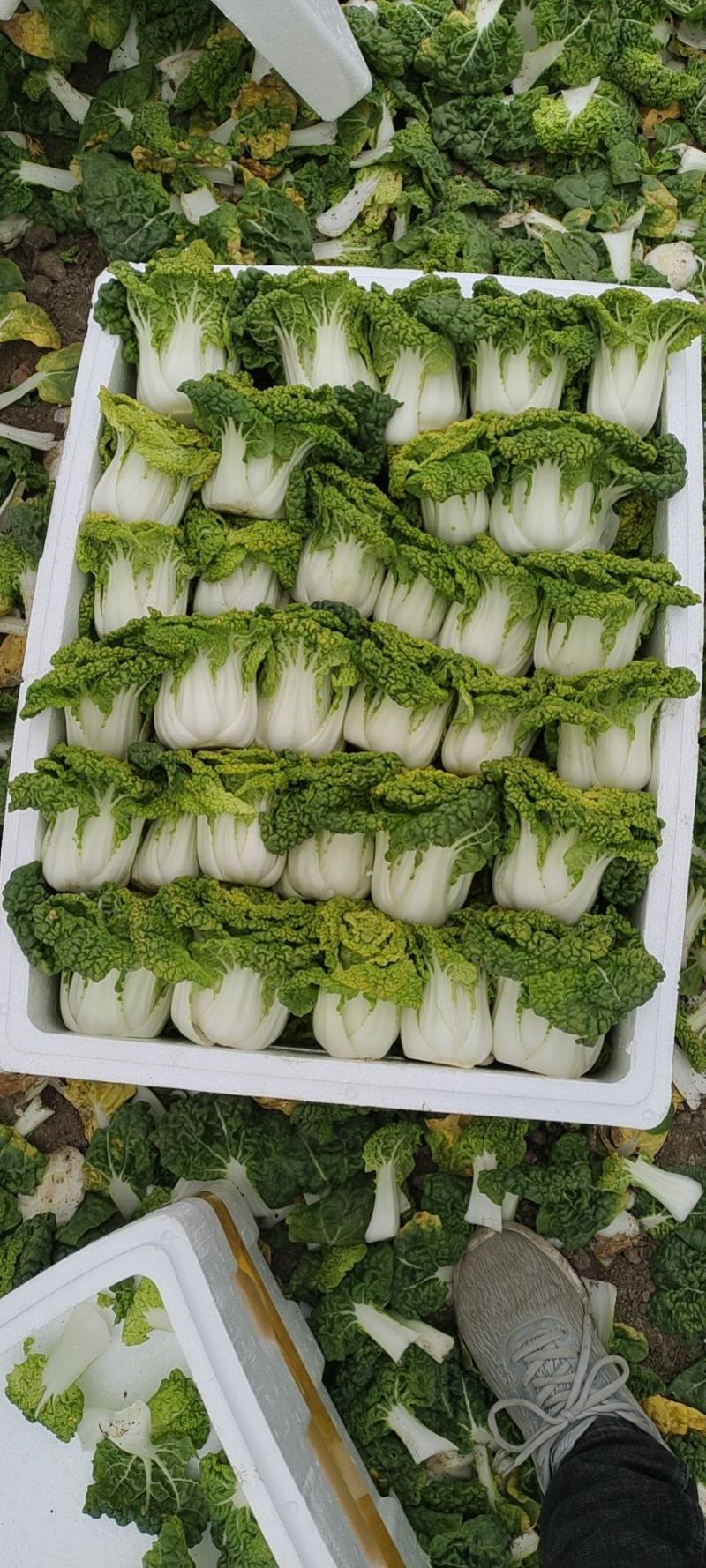 黄心菜！电商，超市直接发货专业团队合作！！！！！！！