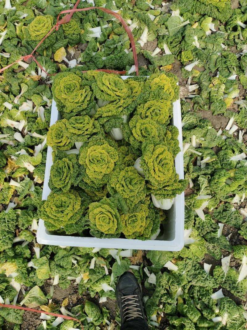 黄心菜！电商，超市直接发货专业团队合作！！！！！！！