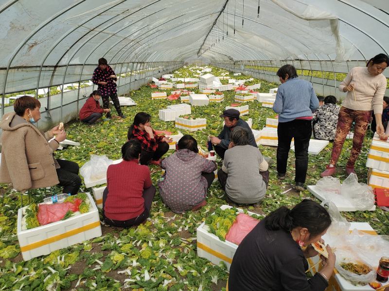 黄心菜！电商，超市直接发货专业团队合作！！！！！！！