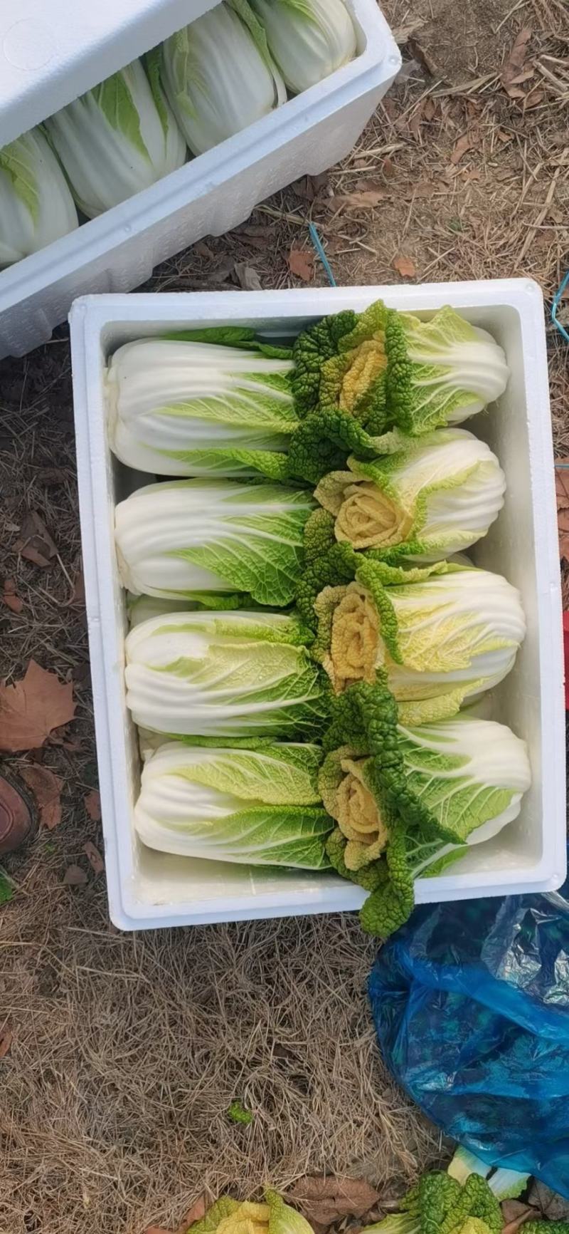 黄心菜！电商，超市直接发货专业团队合作！！！！！！！
