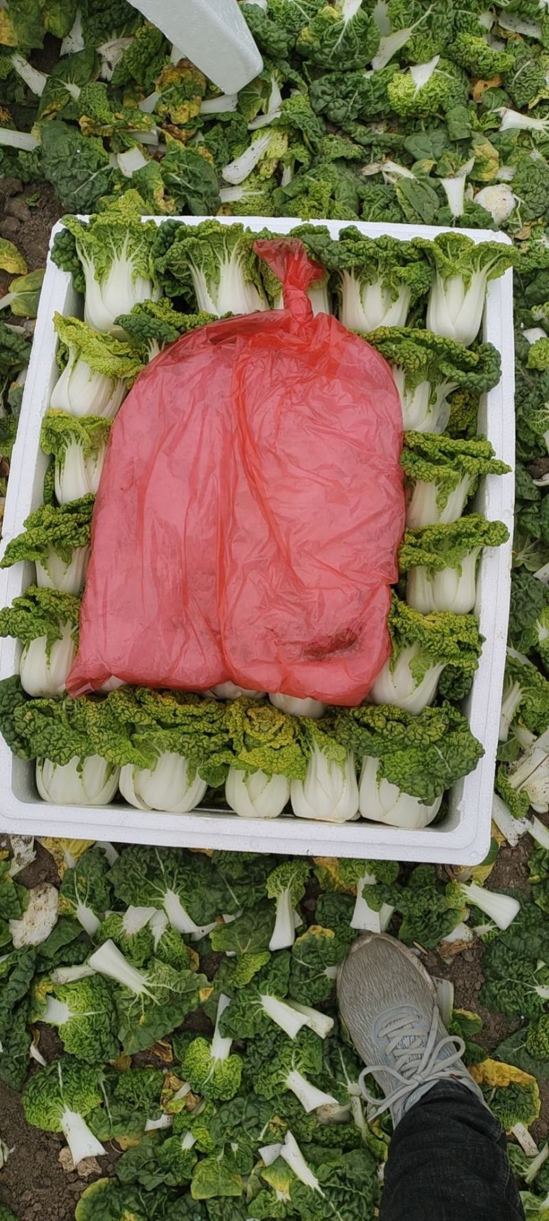 黄心菜！电商，超市直接发货专业团队合作！！！！！！！