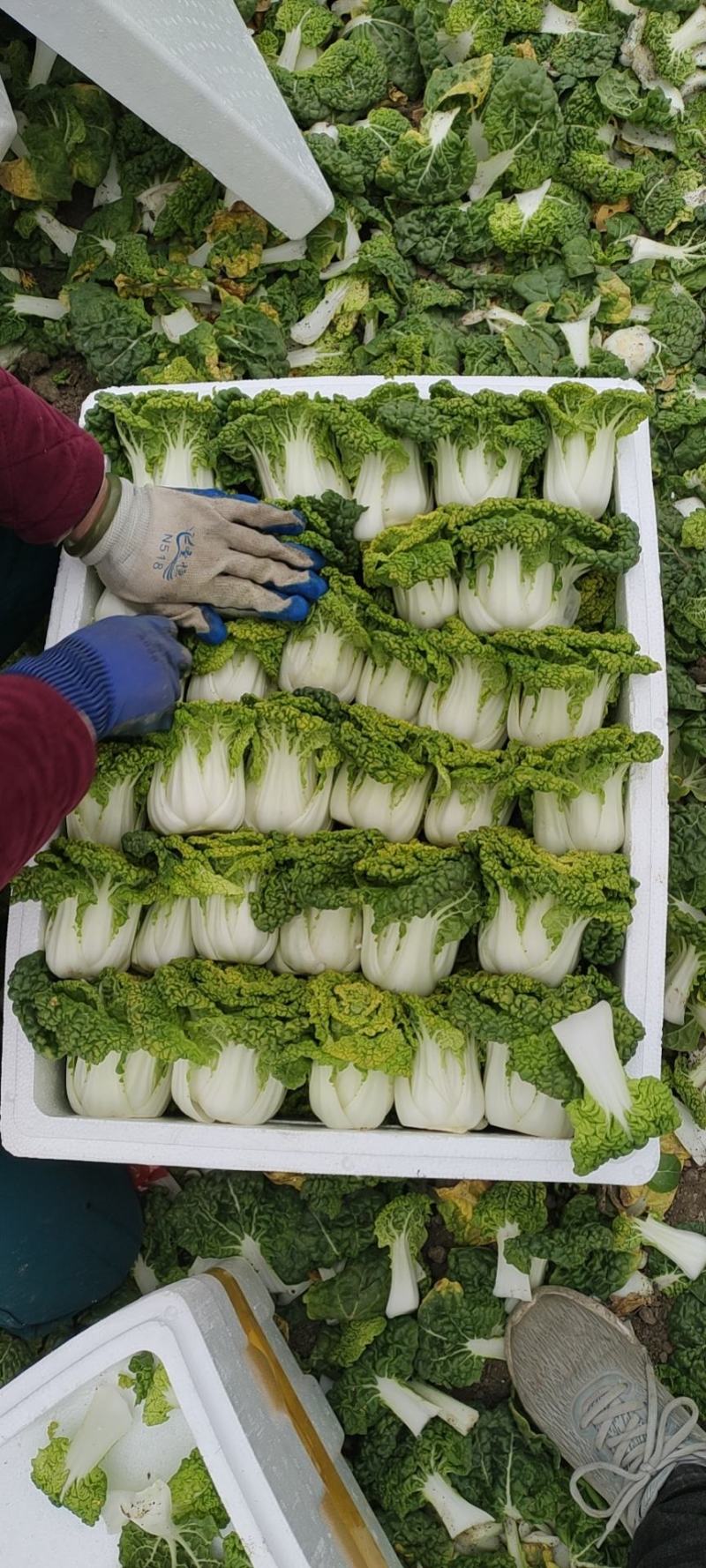 黄心菜！电商，超市直接发货专业团队合作！！！！！！！