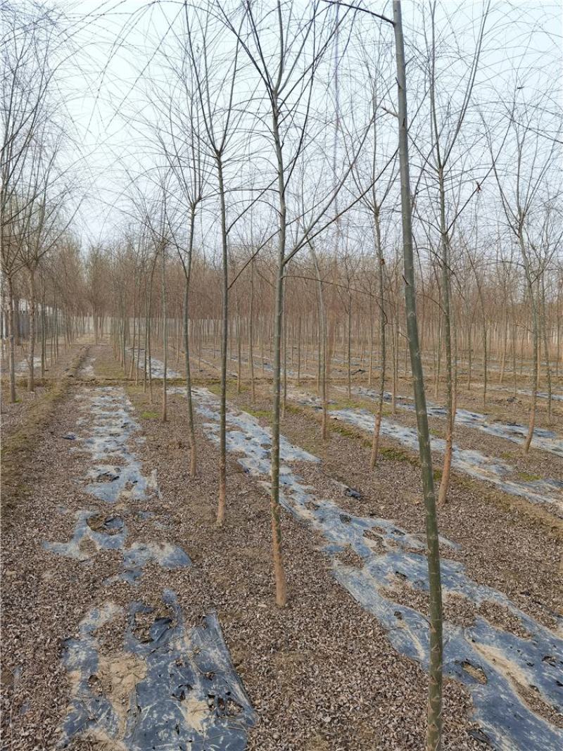 河北垂柳苗2-3-4-5公分垂柳小苗批发基地大量供应