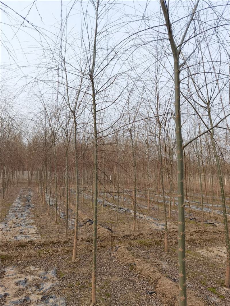 河北垂柳苗2-3-4-5公分垂柳小苗批发基地大量供应