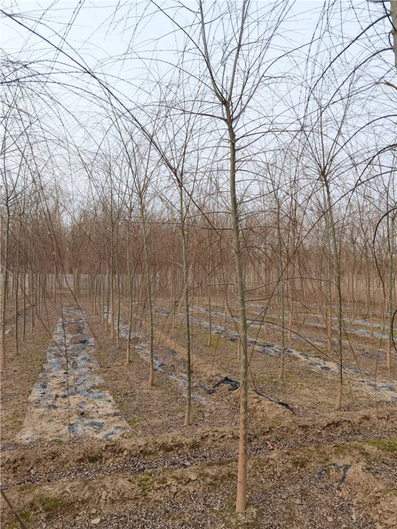 河北垂柳苗2-3-4-5公分垂柳小苗批发基地大量供应