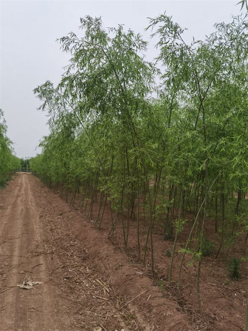 河北垂柳苗2-3-4-5公分垂柳小苗批发基地大量供应