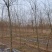 河北垂柳苗2-3-4-5公分垂柳小苗批发基地大量供应