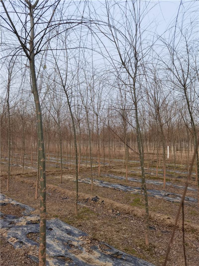 河北垂柳苗2-3-4-5公分垂柳小苗批发基地大量供应