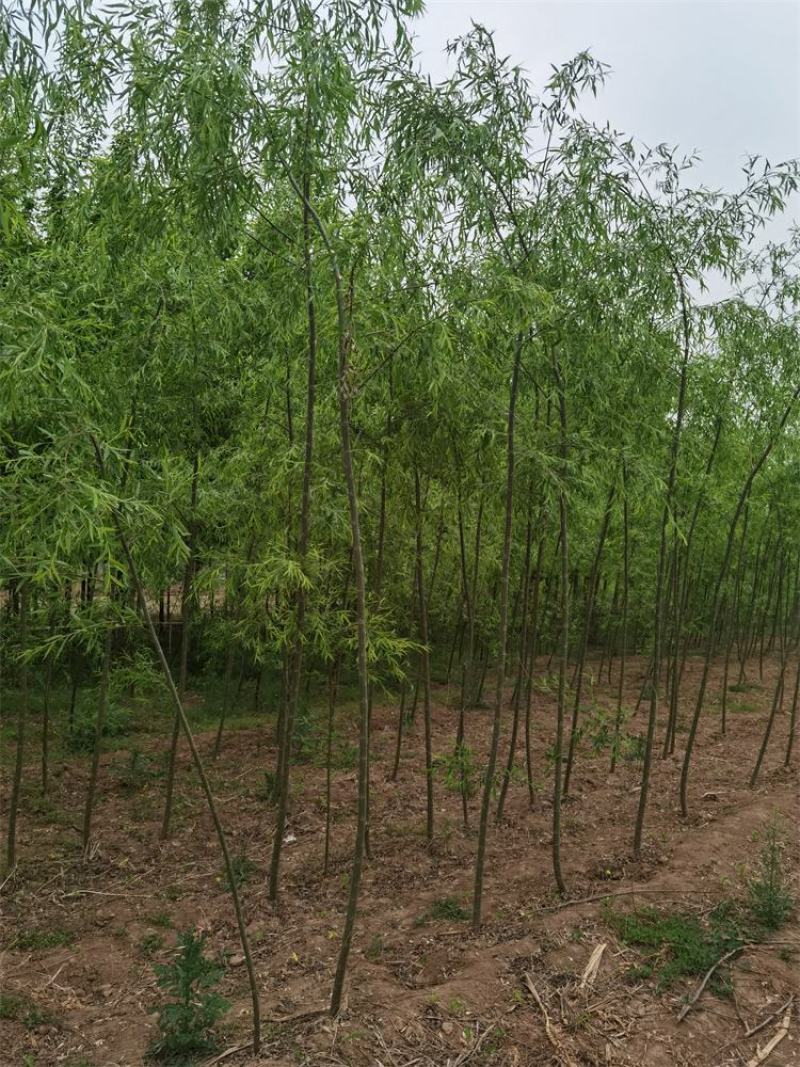 河北垂柳苗2-3-4-5公分垂柳小苗批发基地大量供应