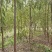 河北垂柳苗2-3-4-5公分垂柳小苗批发基地大量供应