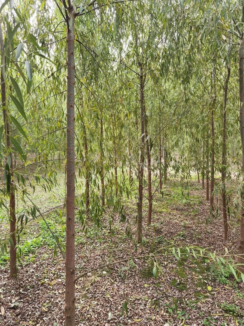 河北垂柳苗2-3-4-5公分垂柳小苗批发基地大量供应