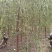 河北垂柳苗2-3-4-5公分垂柳小苗批发基地大量供应