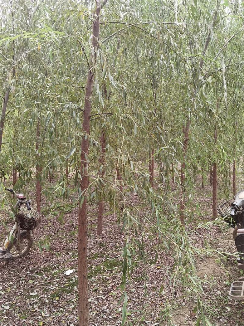 河北垂柳苗2-3-4-5公分垂柳小苗批发基地大量供应