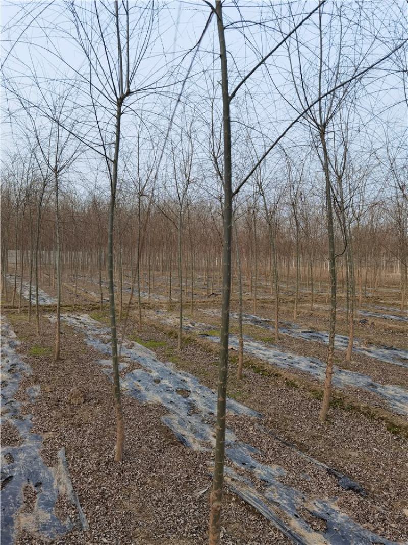 河北垂柳苗2-3-4-5公分垂柳小苗批发基地大量供应