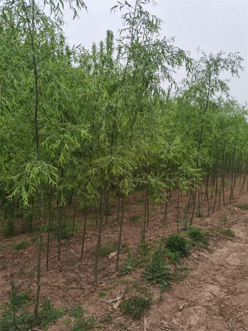 河北垂柳苗2-3-4-5公分垂柳小苗批发基地大量供应