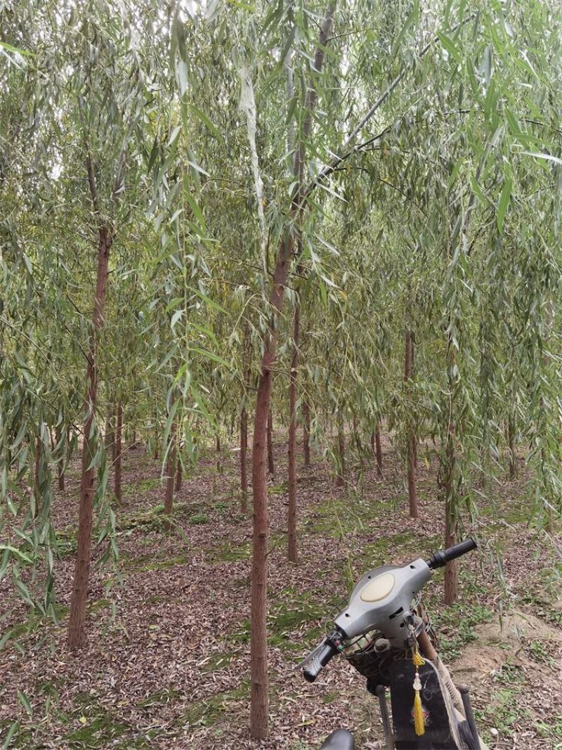 河北垂柳苗2-3-4-5公分垂柳小苗批发基地大量供应