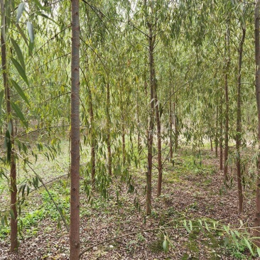 河北垂柳苗2-3-4-5公分垂柳小苗批发基地大量供应