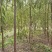河北垂柳苗2-3-4-5公分垂柳小苗批发基地大量供应