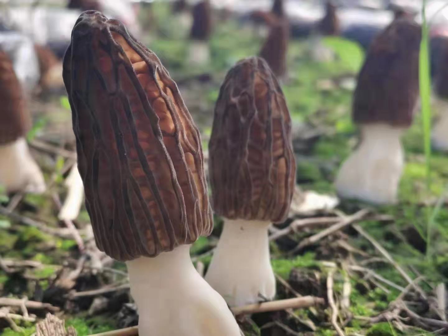 野生羊肚菌生长于初春湿润的阔叶林林缘土壤上，菌体呈浅棕褐色，菌盖凹凸分明，周围可见枯枝落叶与微露的褐色腐殖土