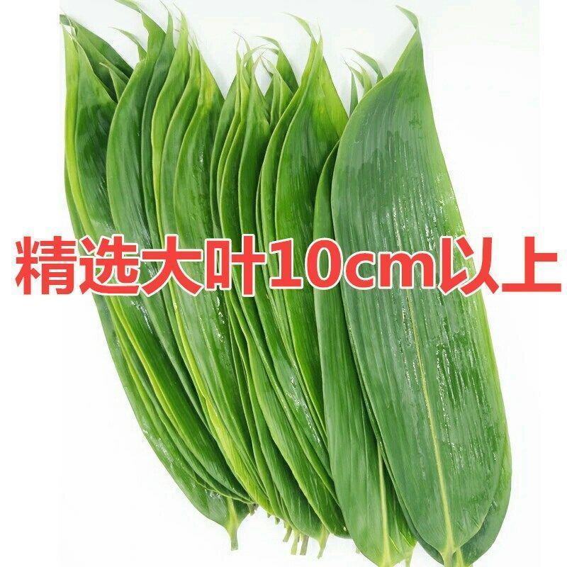 粽叶新鲜大包粽子的叶子粽子叶大叶新鲜野生棕叶批发包邮