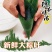 粽叶新鲜大包粽子的叶子粽子叶大叶新鲜野生棕叶批发包邮