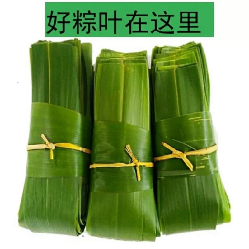粽叶新鲜大包粽子的叶子粽子叶大叶新鲜野生棕叶批发包邮