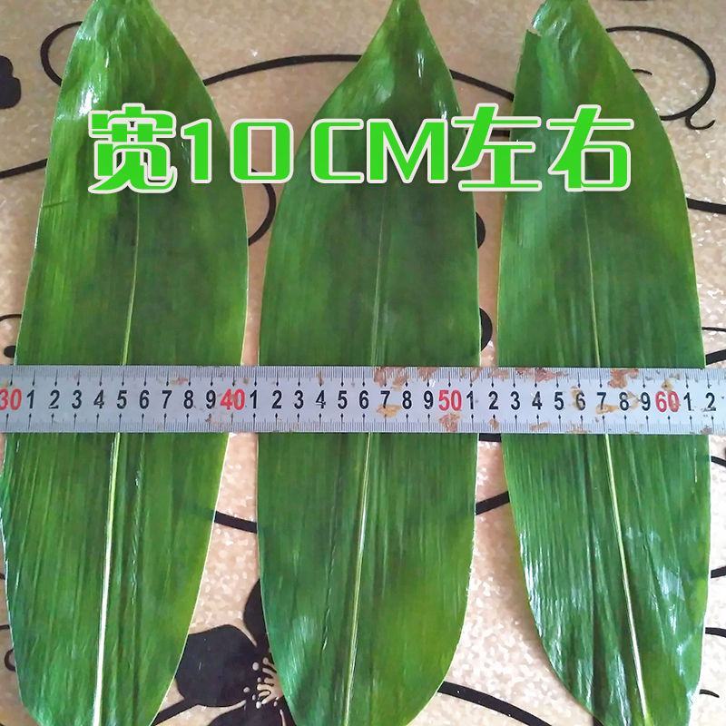 粽叶新鲜大包粽子的叶子粽子叶大叶新鲜野生棕叶批发包邮