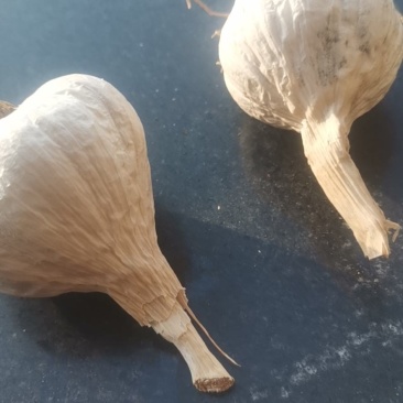 东北白皮蒜