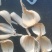 东北白皮蒜
