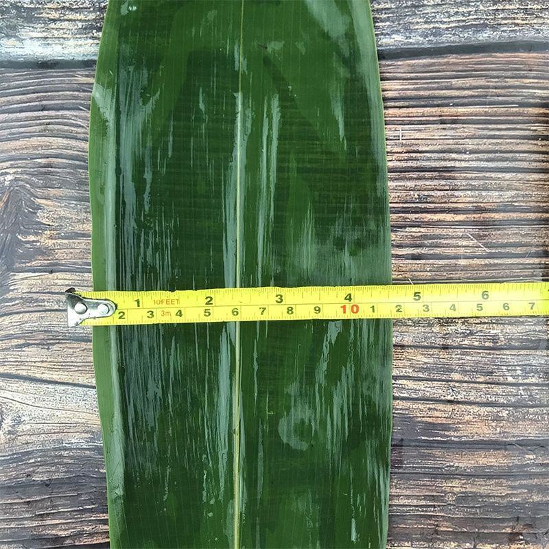 粽叶免邮新鲜干大号粽子叶粽粑叶竹叶包粽子的叶子棕叶竹包邮