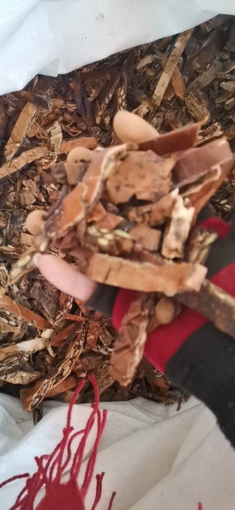 瓜蒌，瓜蒌皮全瓜蒌瓜蒌干瓜蒌条栝楼皮新货栝楼壳散装中草药
