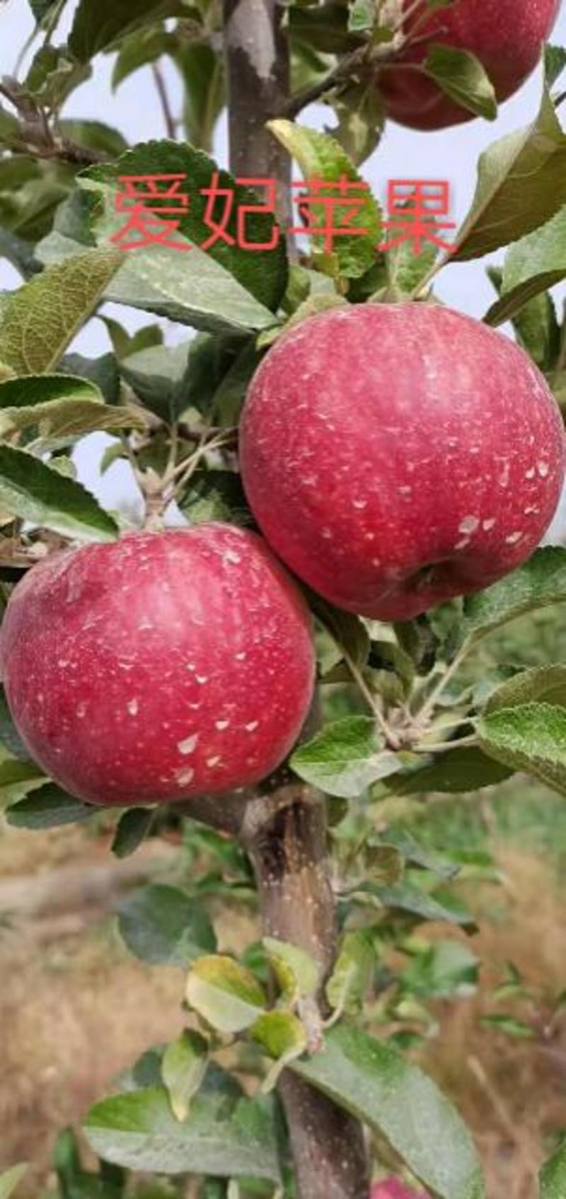 苹果苗,爱妃苹果苗瑞雪苹果苗水蜜桃苹果秦翠苹果苗提供技术