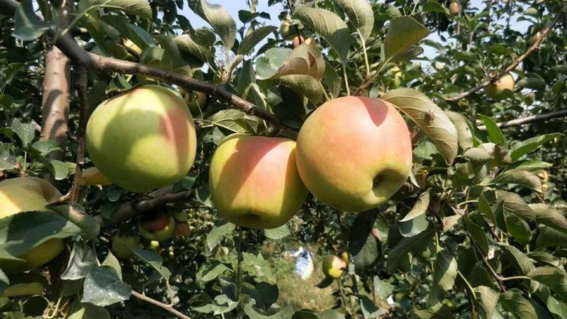 苹果苗,爱妃苹果苗瑞雪苹果苗水蜜桃苹果秦翠苹果苗提供技术