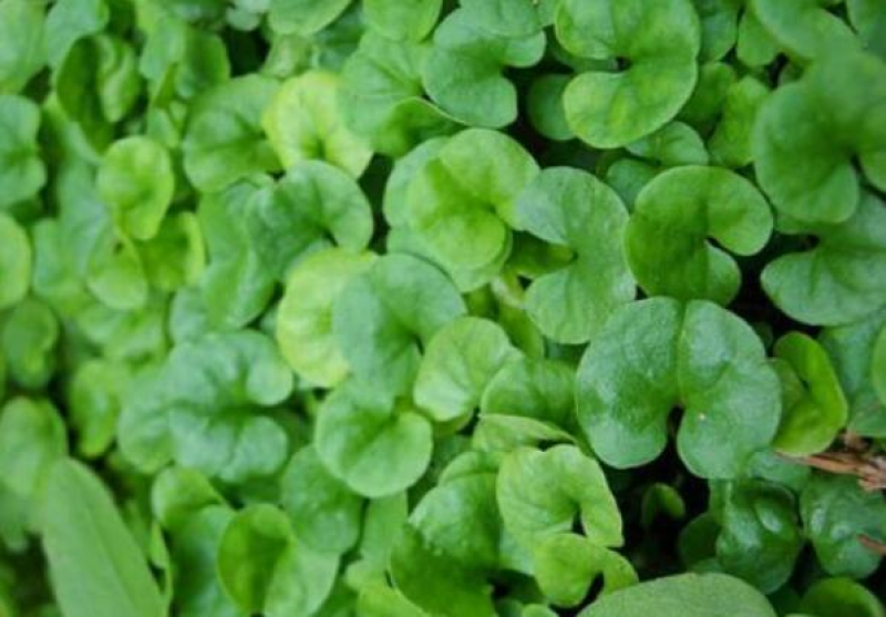 马蹄金种子草籽边坡绿化草种观赏草坪心形铜钱草四季常青