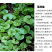 马蹄金种子草籽边坡绿化草种观赏草坪心形铜钱草四季常青