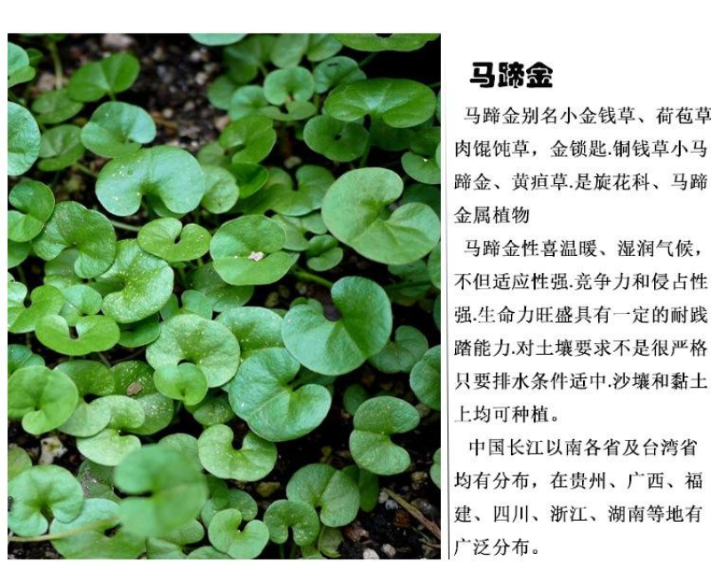 马蹄金种子草籽边坡绿化草种观赏草坪心形铜钱草四季常青