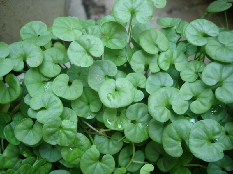马蹄金种子草籽边坡绿化草种观赏草坪心形铜钱草四季常青
