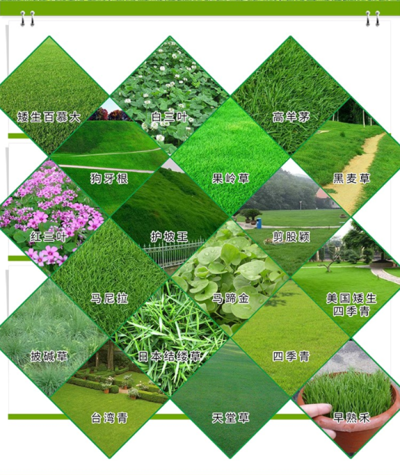 马蹄金种子草籽边坡绿化草种观赏草坪心形铜钱草四季常青