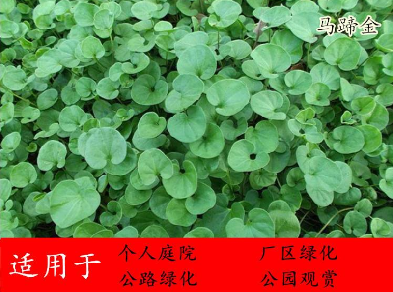 马蹄金种子草籽边坡绿化草种观赏草坪心形铜钱草四季常青