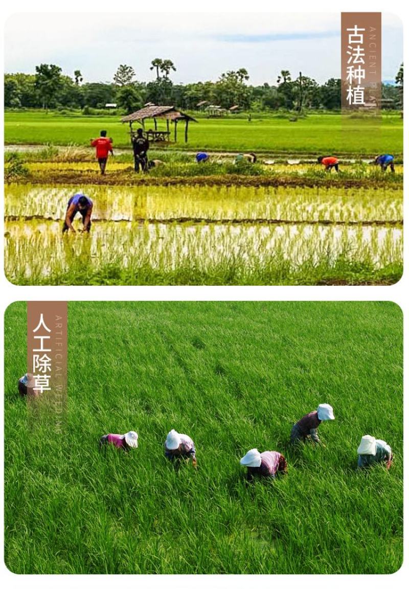 硒都香米2.5kg，5kg10kg/袋产地恩施