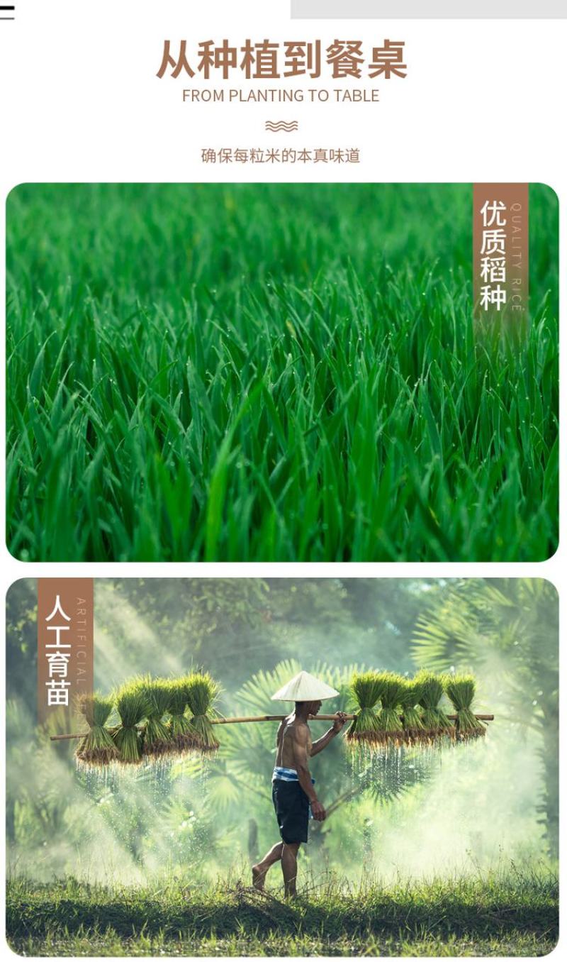 硒都香米2.5kg，5kg10kg/袋产地恩施