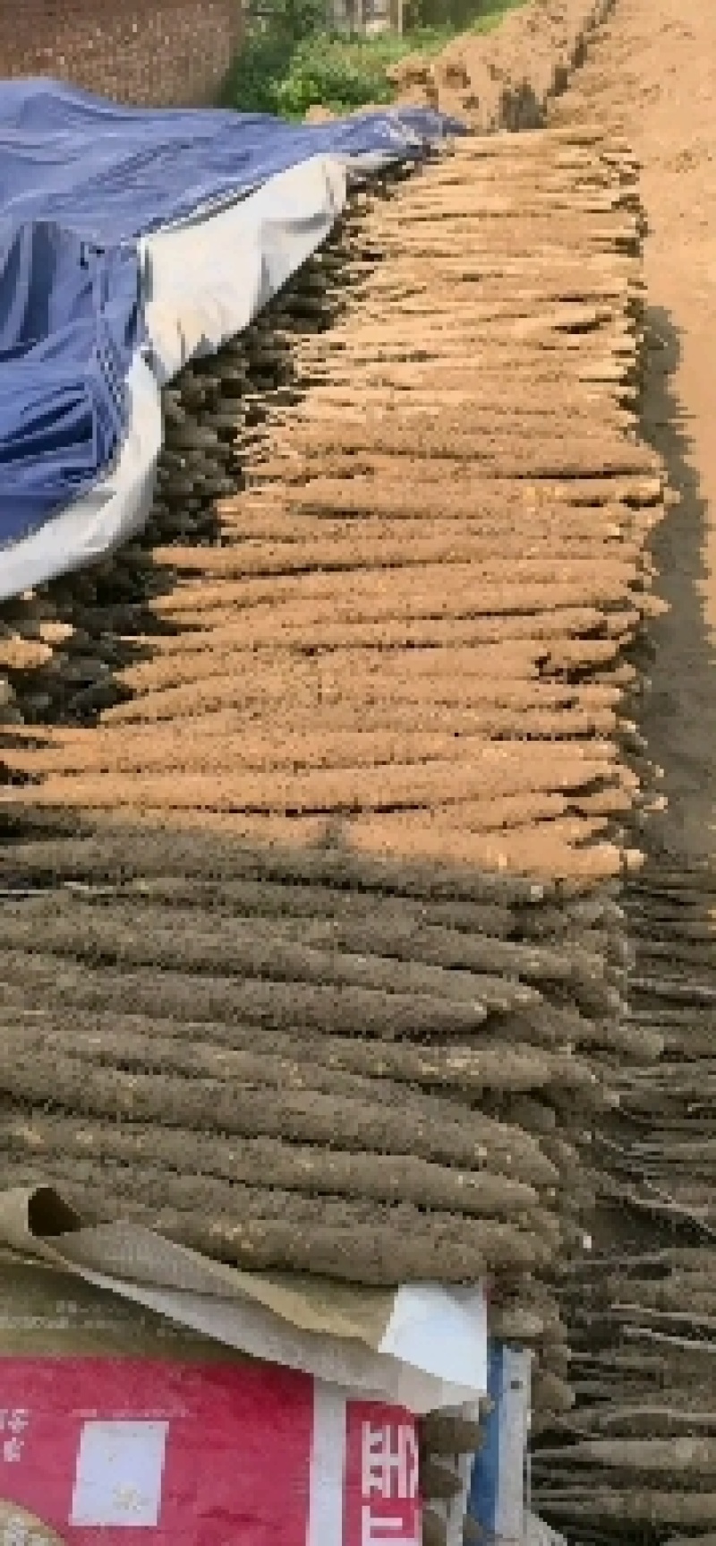 河北安平小白嘴山药，铁杆山药，产地直发，一手货源，质量保