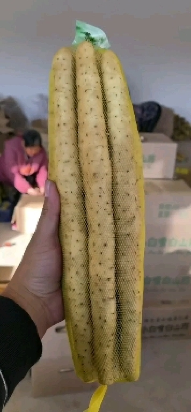 河北安平小白嘴山药，铁杆山药，产地直发，一手货源，质量保