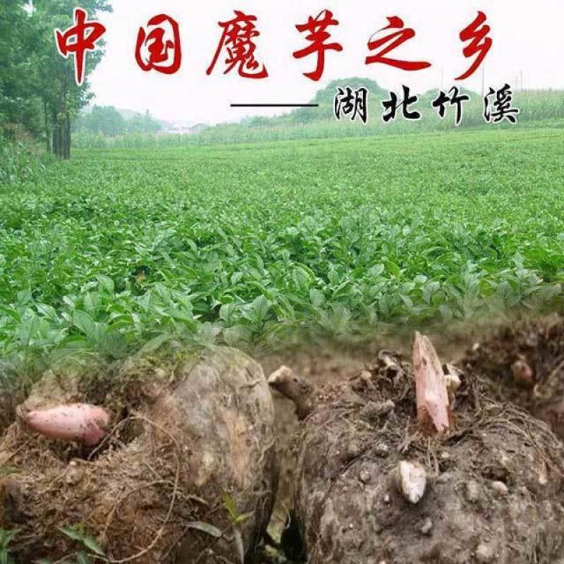 湖北特产魔芋爽素魔芋干货批发正宗魔芋片饱腹代餐魔芋干