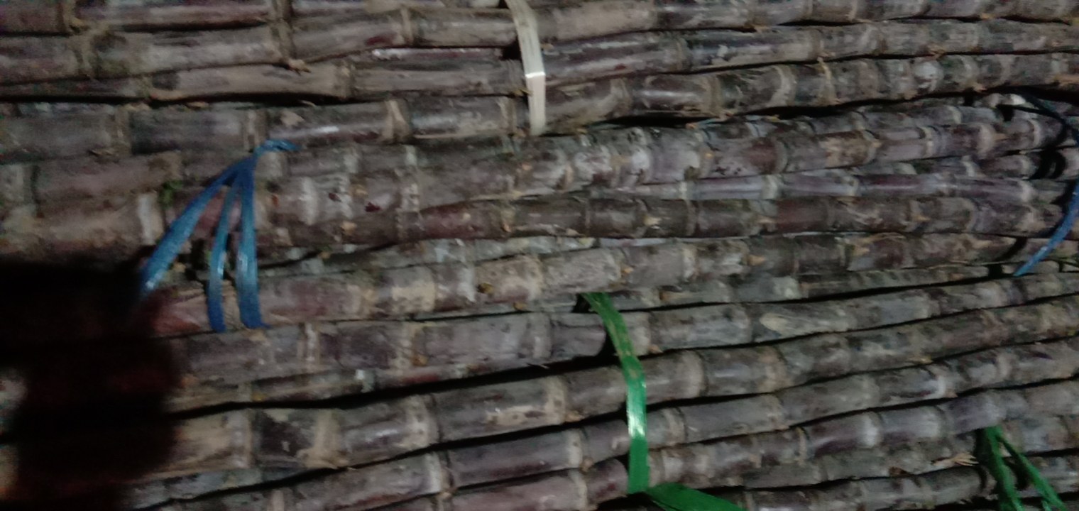 市场中售卖的黑皮甘蔗，堆放在摊位上等待顾客选购