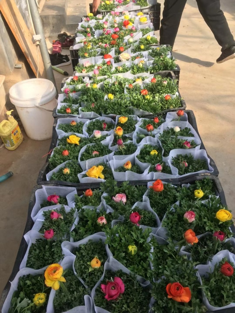 芹叶牡丹，精品芹叶牡丹，基地直发，大量供应
