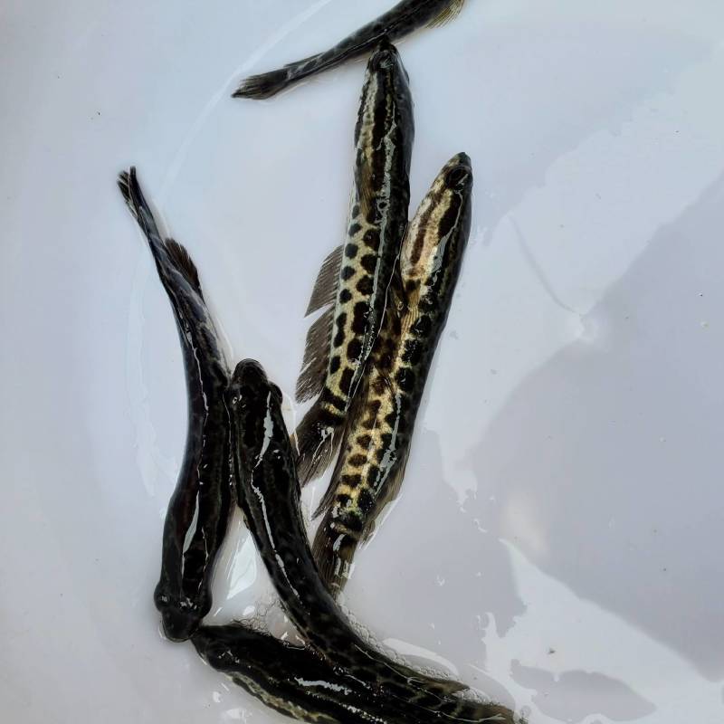 【量大优惠】黑鱼苗木鱼苗生鱼苗杂交黑鱼苗黑芝麻水花