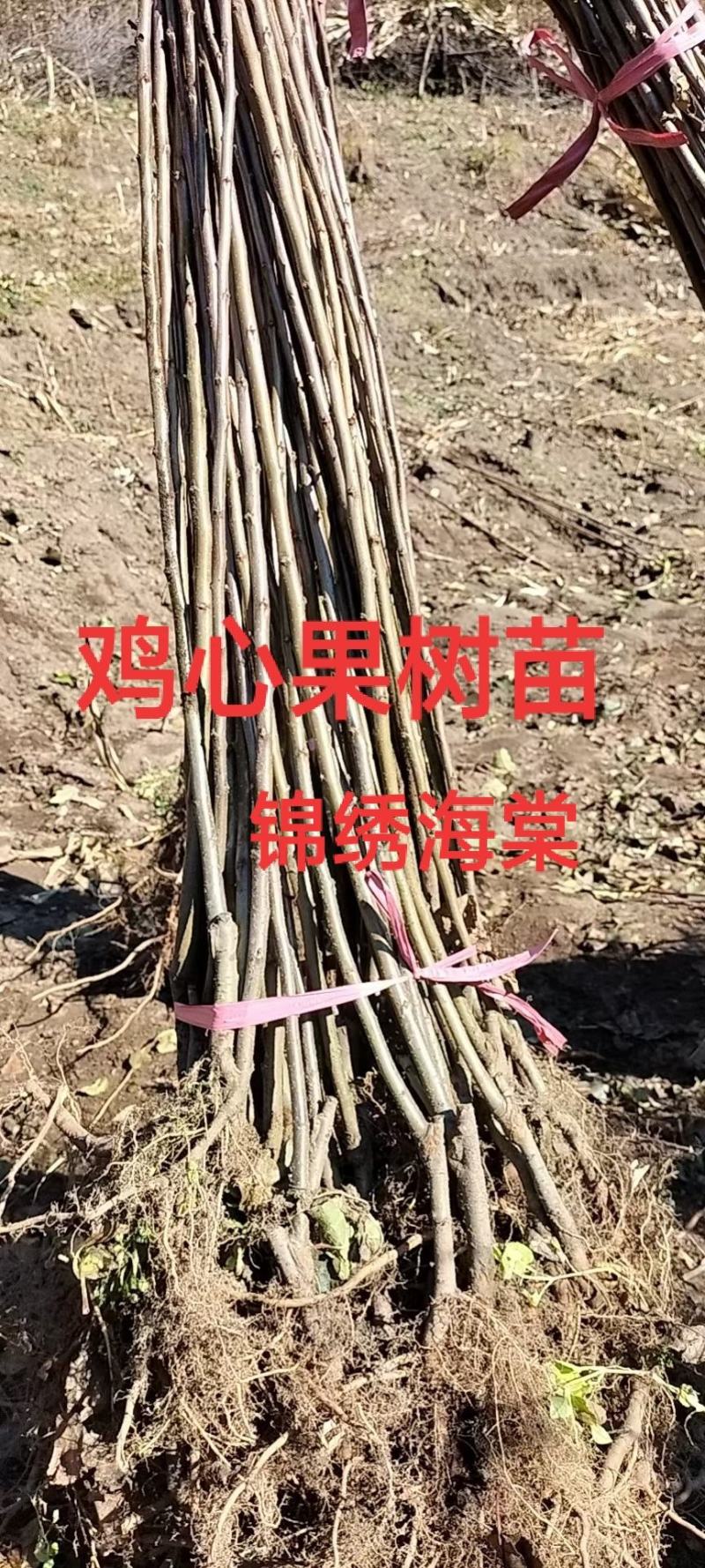 鸡心果（锦绣海棠）树苗现起现发支持线上保障交易