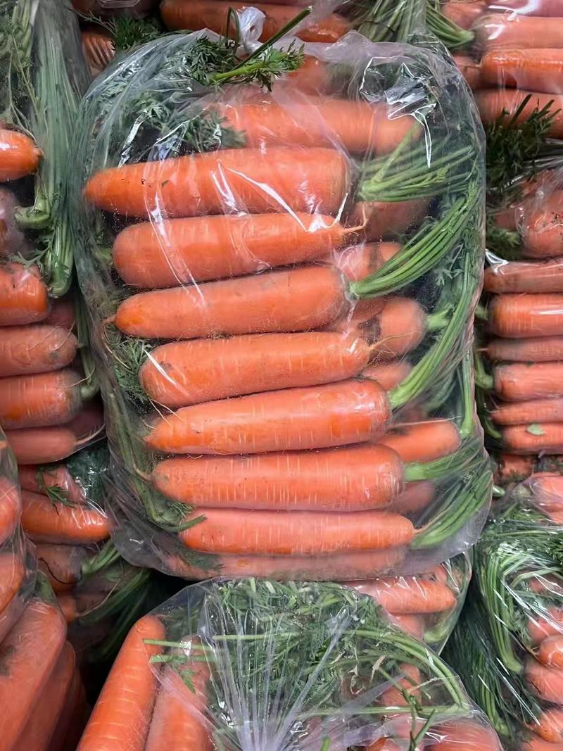 精品三红胡萝卜3两以上带土20厘米以上批发量大优惠