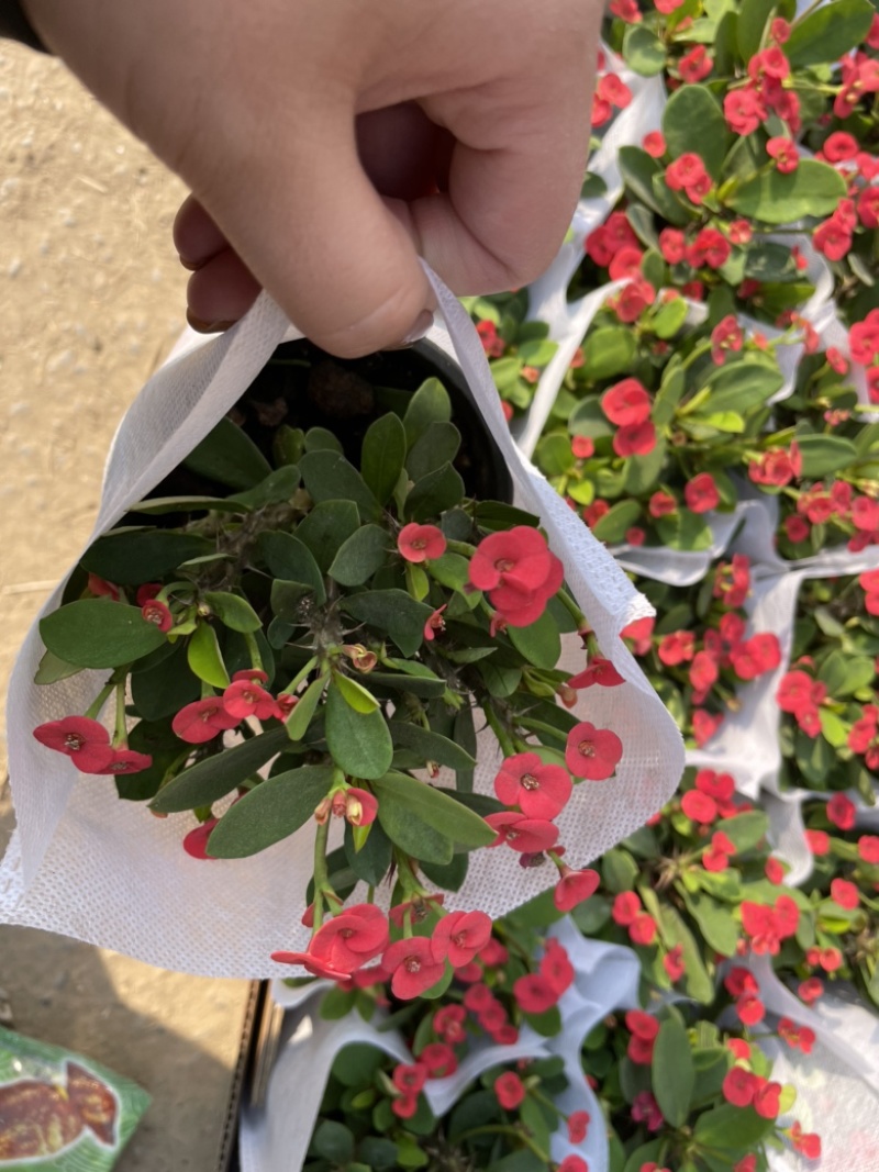110盆刺梅，迷你刺梅，量大优惠，需要联系